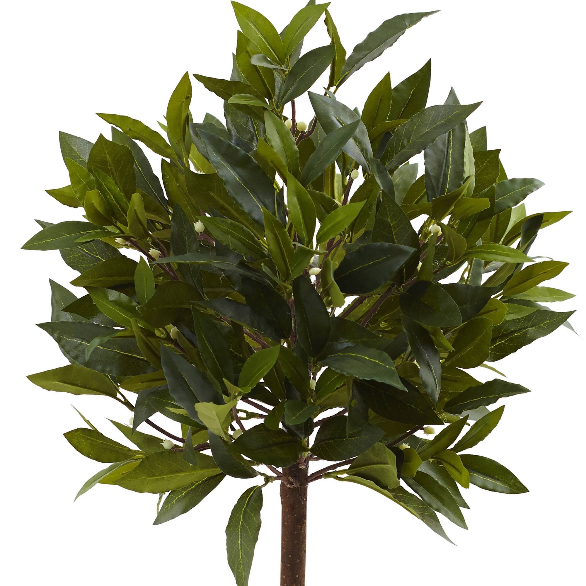 2ft. Potted Sweet Bay Mini Ball Topiary Tree